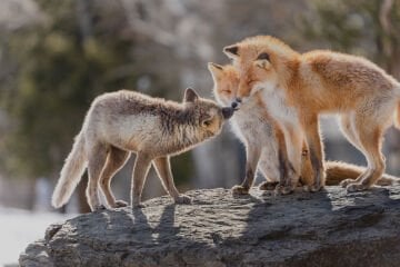 Tamron 50-400mm f/4.5-6.3 Di III VC VXD Lens Sony E