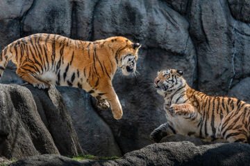 Tamron 50-400mm f/4.5-6.3 Di III VC VXD Lens Sony E
